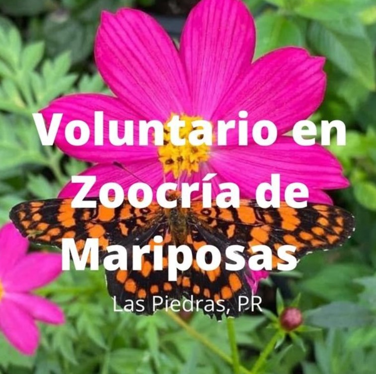 Voluntario en la zoocría de mariposas