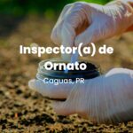 Inspector(a) de Ornato